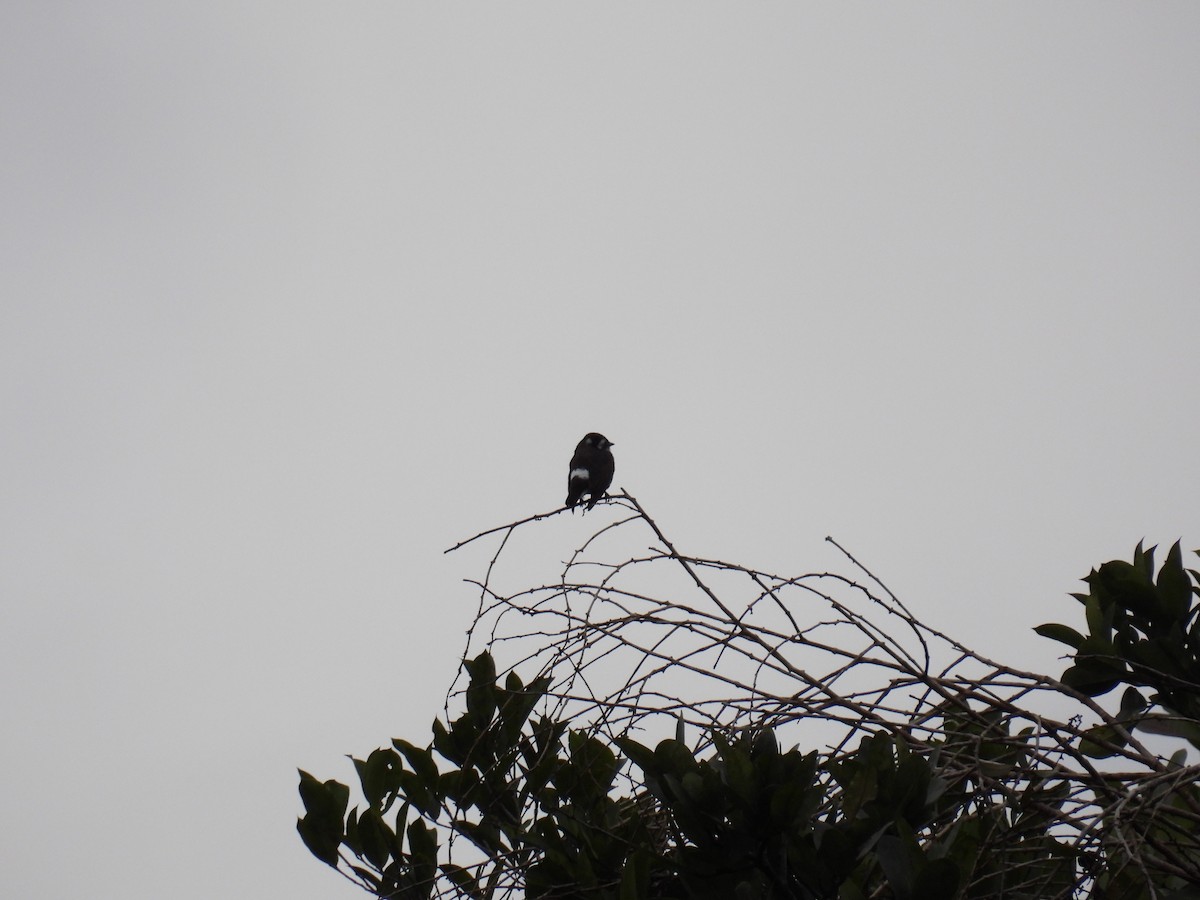 White-browed Purpletuft - ML509680301