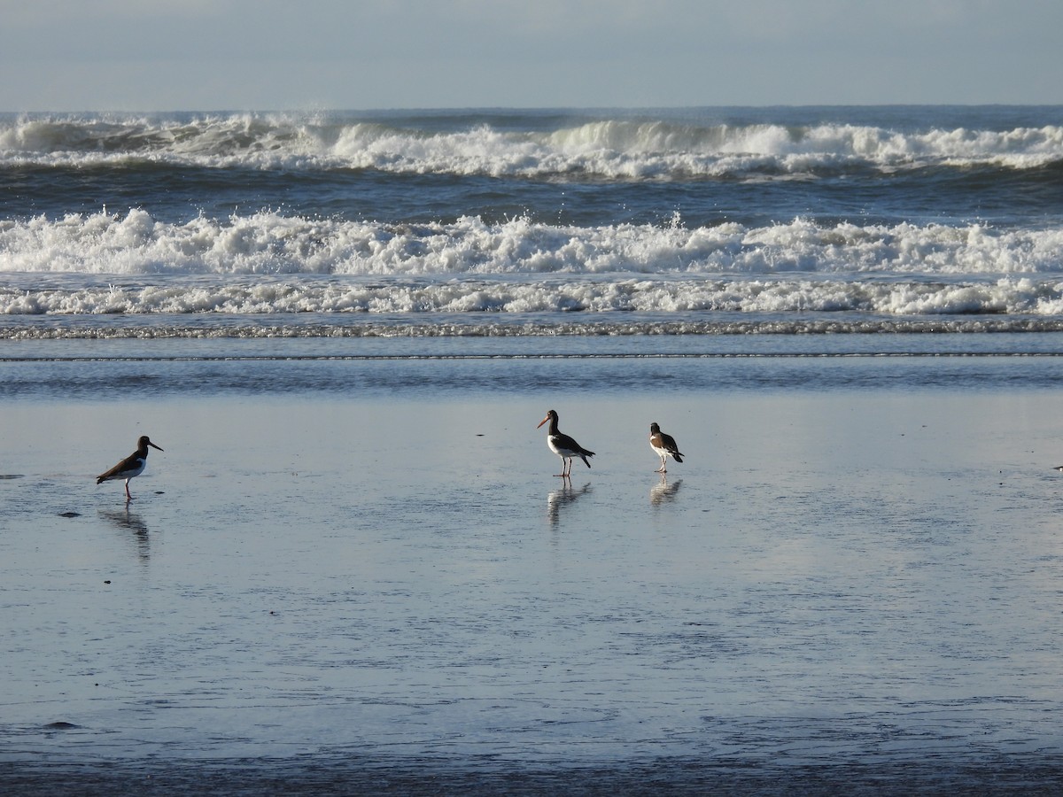 American Oystercatcher - ML509681591