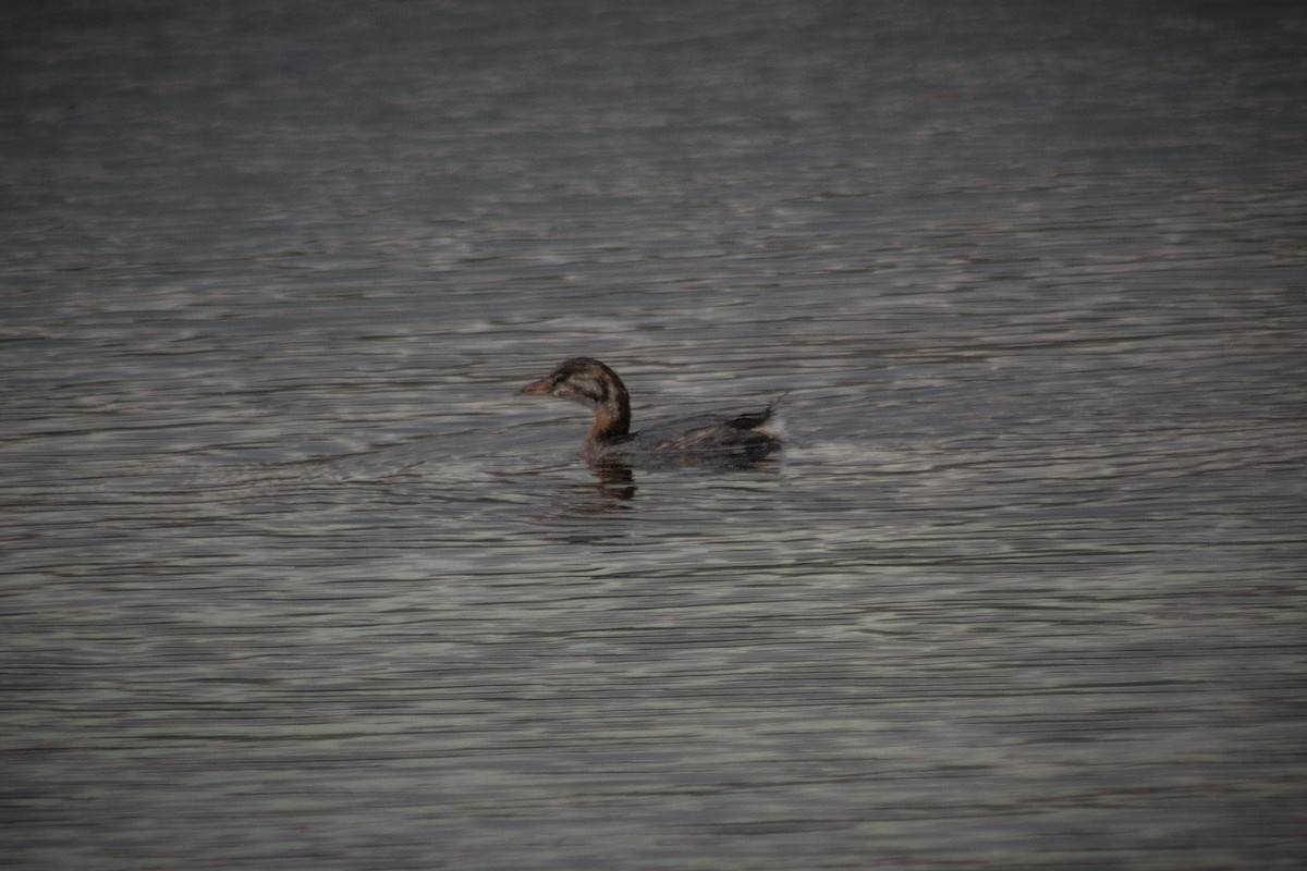 Pied-billed Grebe - ML509682491