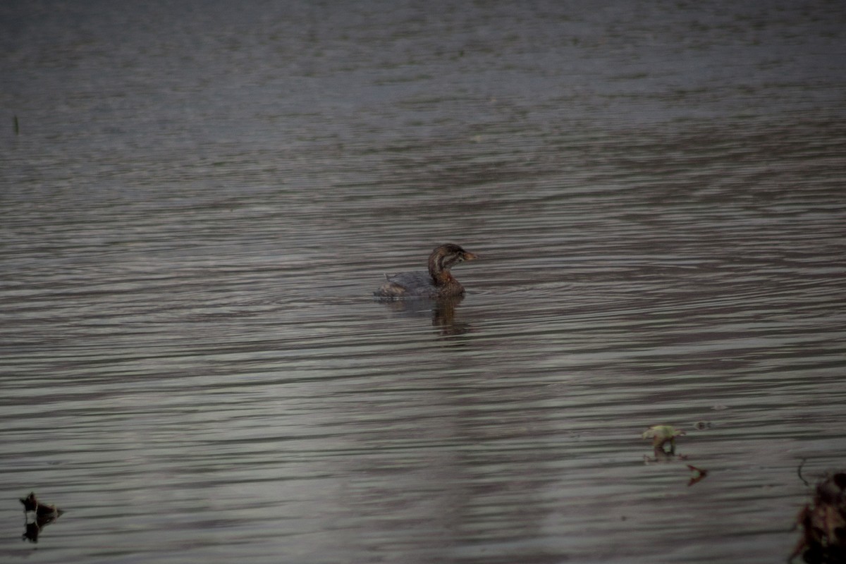 Pied-billed Grebe - ML509682511