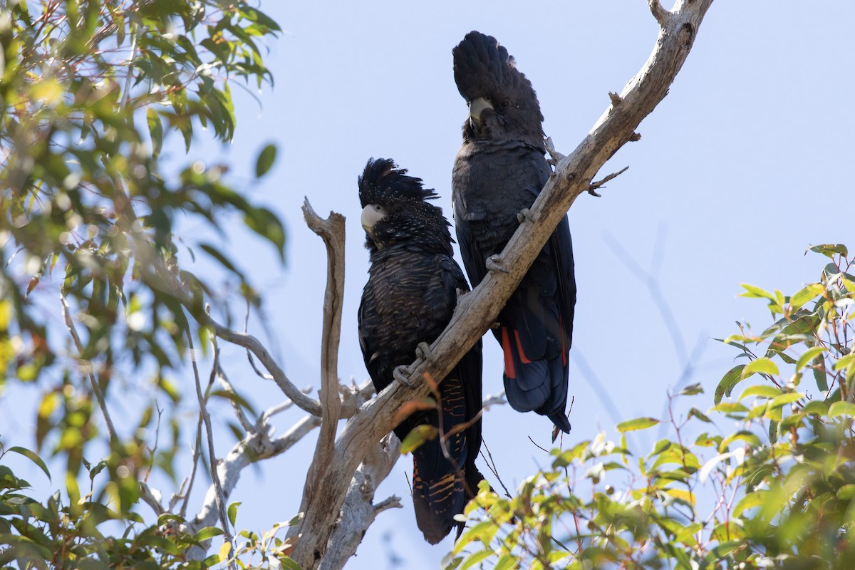 Red-tailed Black-Cockatoo - ML509683731