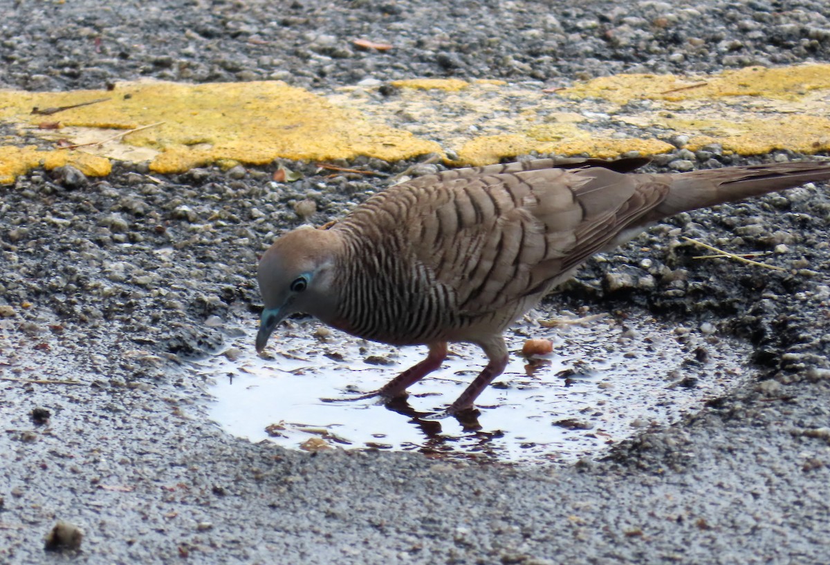 Zebra Dove - ML509683911