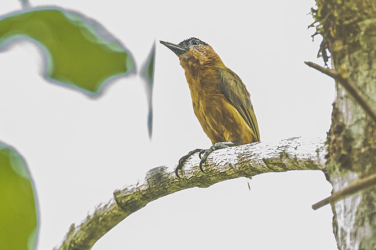 Rufous-breasted Piculet - ML509685061