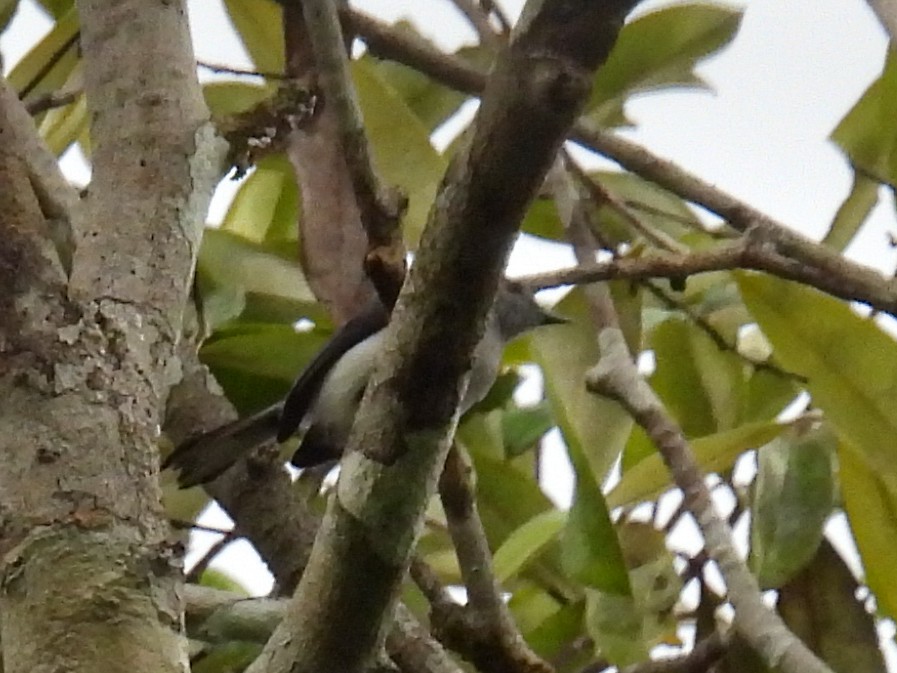 Rio Negro Gnatcatcher - Laura Obando