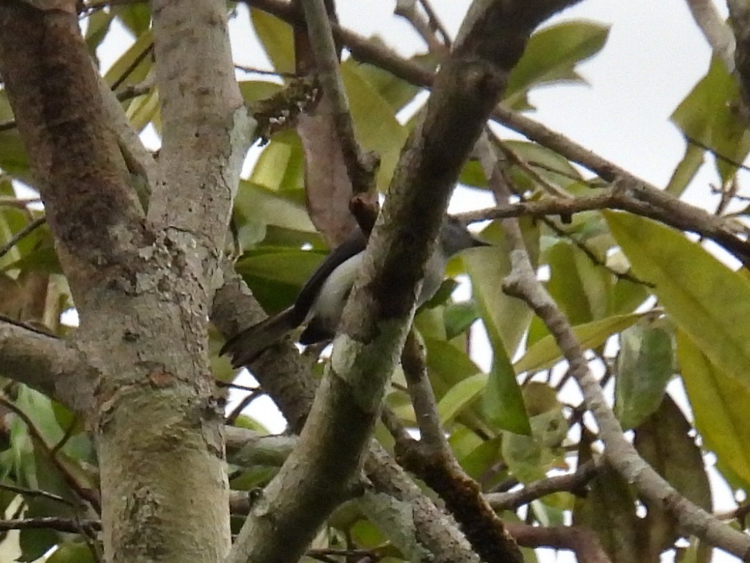 Rio Negro Gnatcatcher - Laura Obando