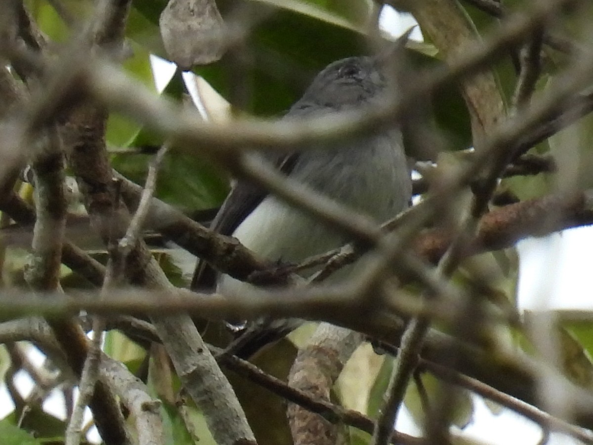 Rio Negro Gnatcatcher - Laura Obando