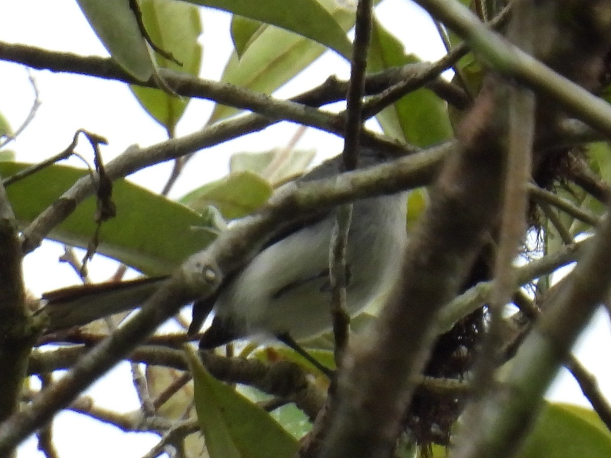 Rio Negro Gnatcatcher - Laura Obando