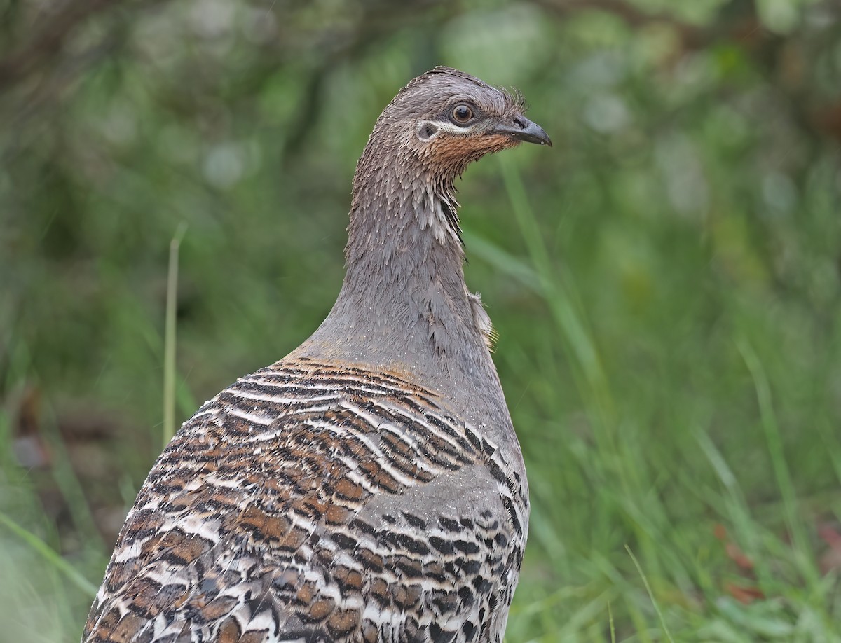 Malleefowl - ML509687351