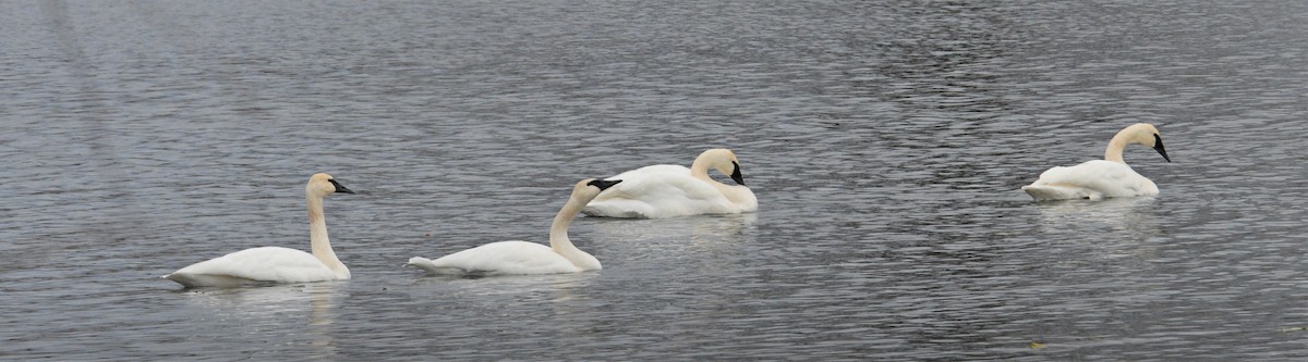 Trumpeter Swan - ML509687751