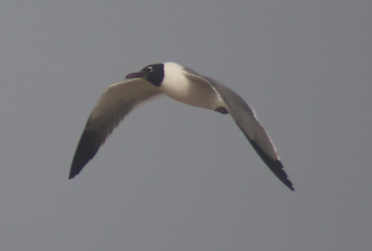 Mouette atricille - ML50968991