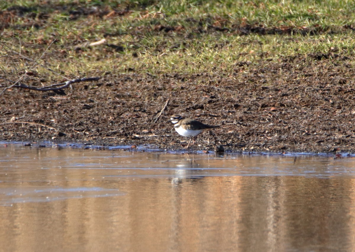 Killdeer - ML509690851