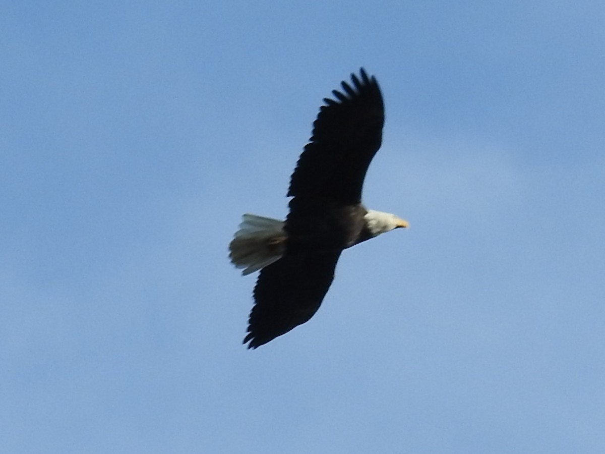 Bald Eagle - Erik Bergman