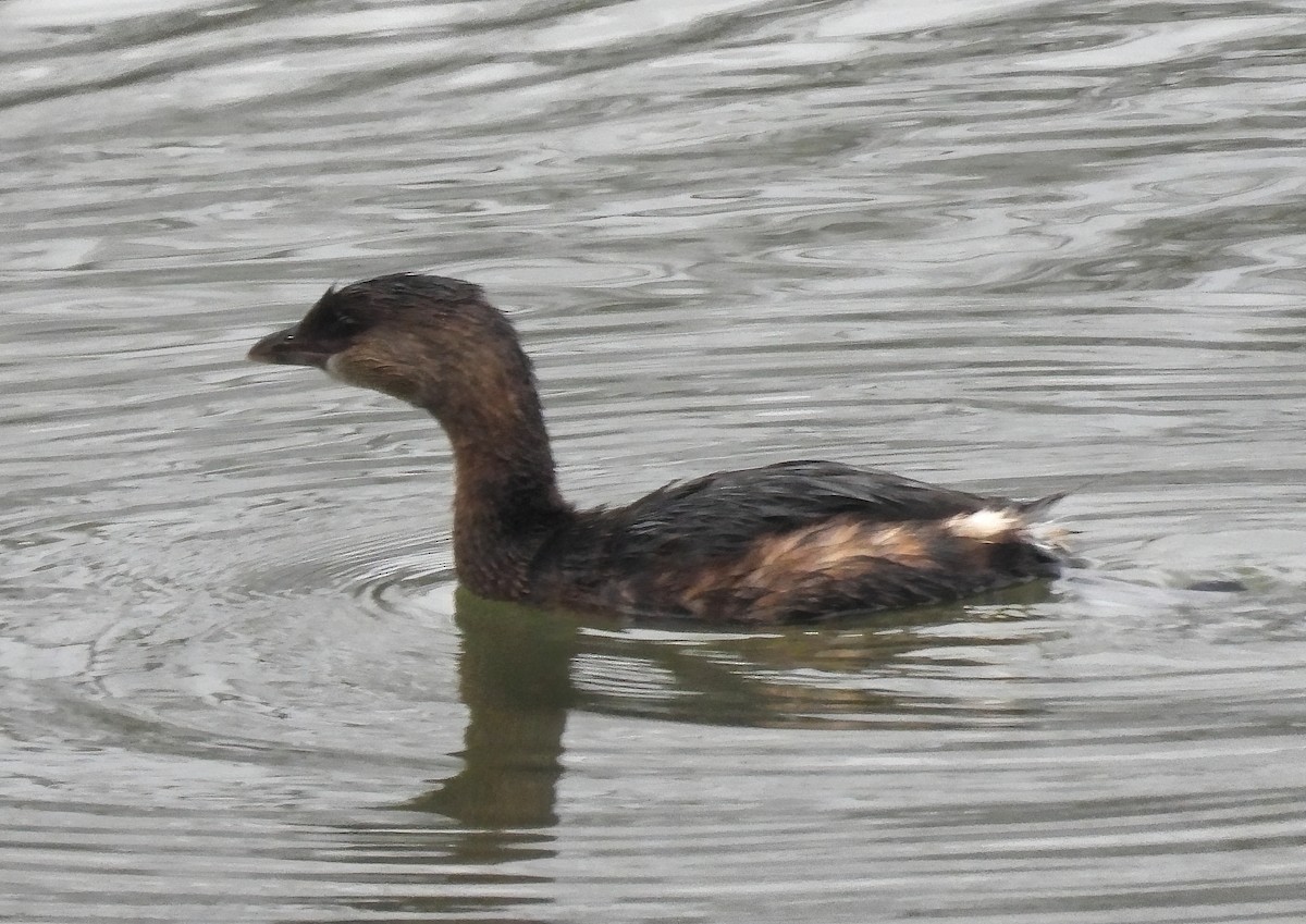 Pied-billed Grebe - ML509691531