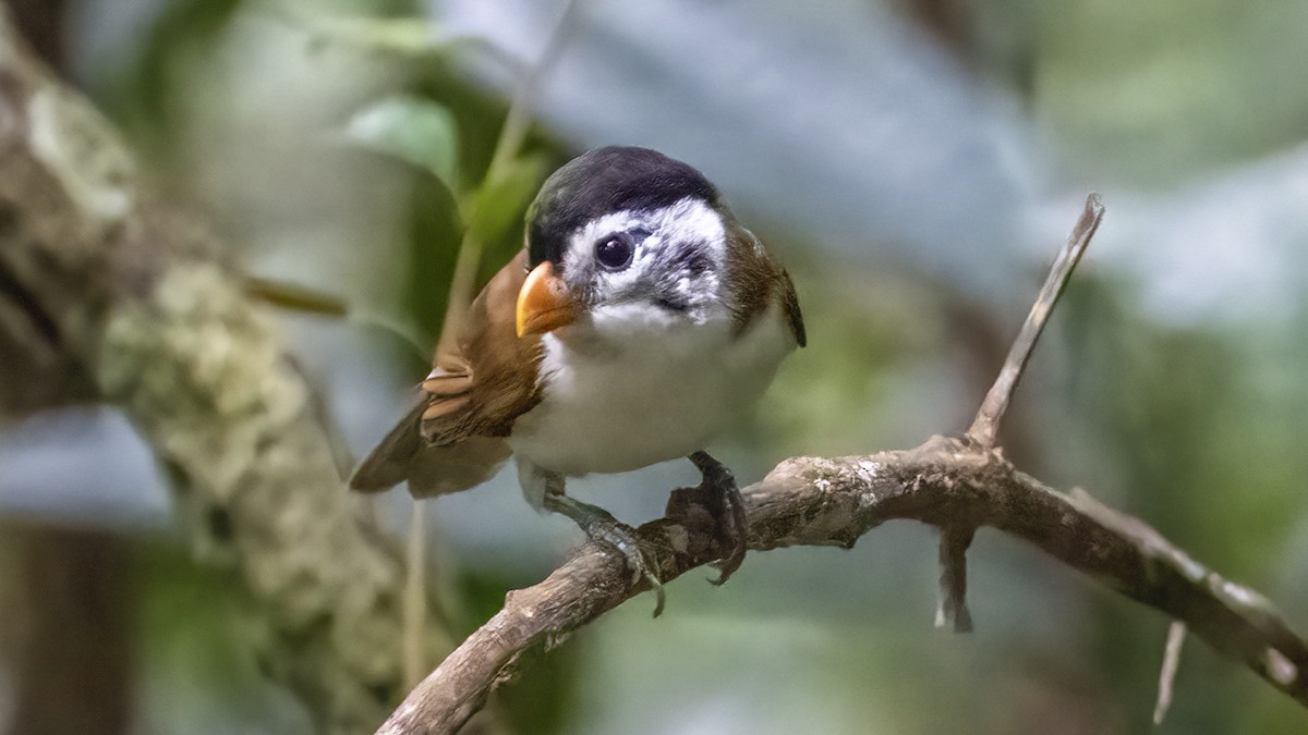 Black-headed Parrotbill - Nina Hale