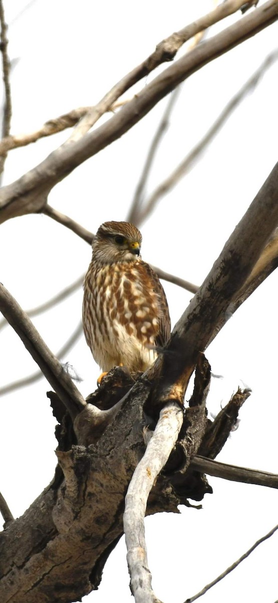 dřemlík tundrový (ssp. richardsonii) - ML509695711