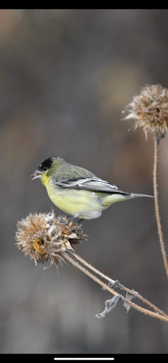 Lesser Goldfinch - ML509695791