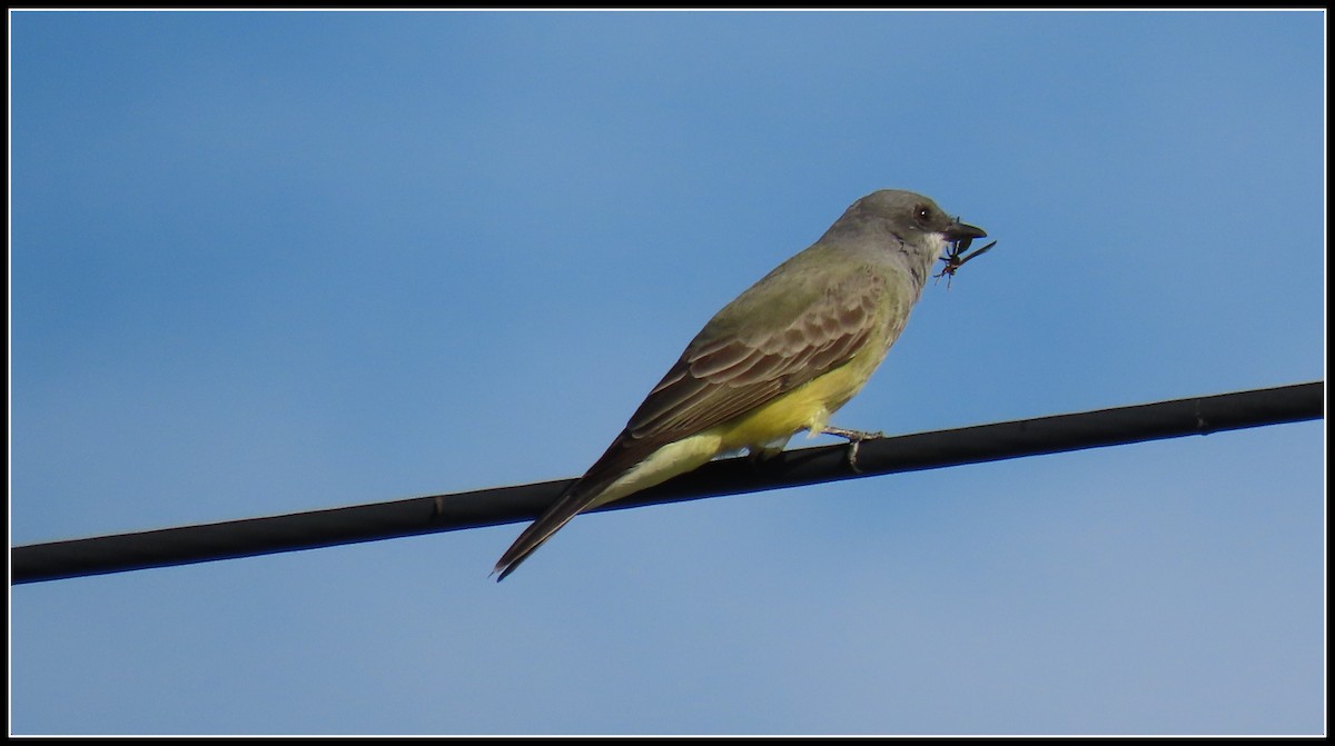 Cassin's Kingbird - Peter Gordon