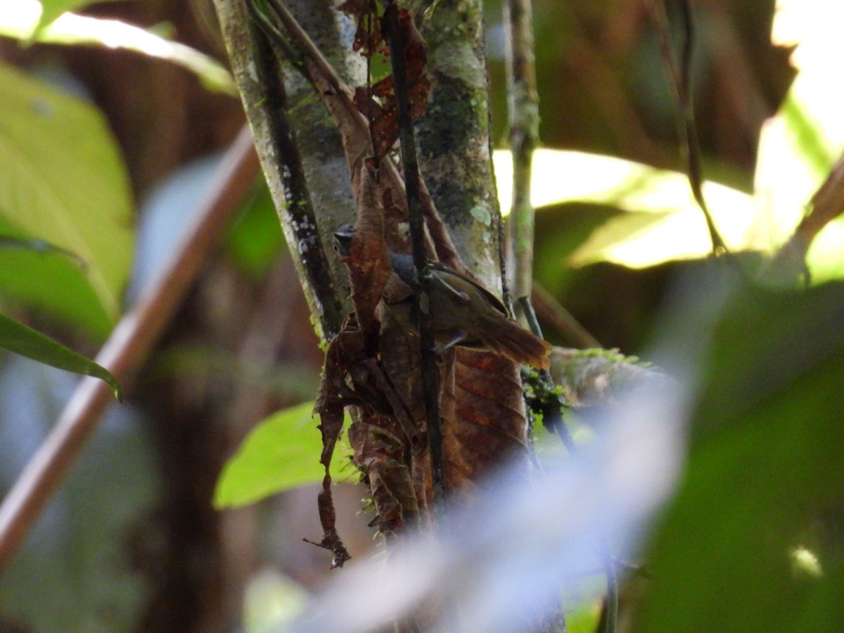 Rufous-tailed Stipplethroat - ML509697381