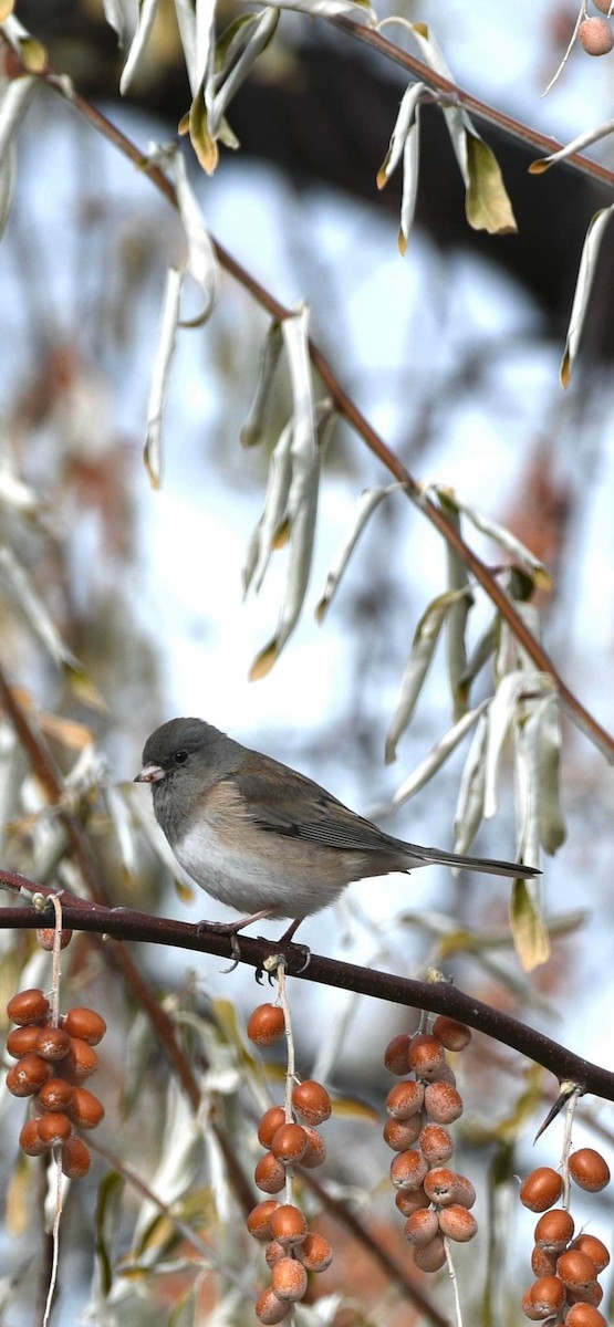 strnadec zimní [skupina oreganus] - ML509697431