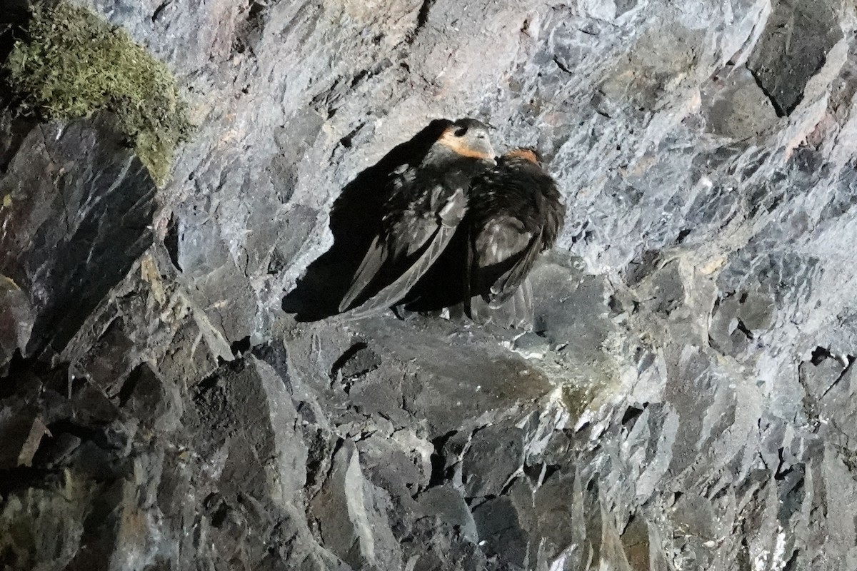 Chestnut-collared Swift - Gladys Wigg