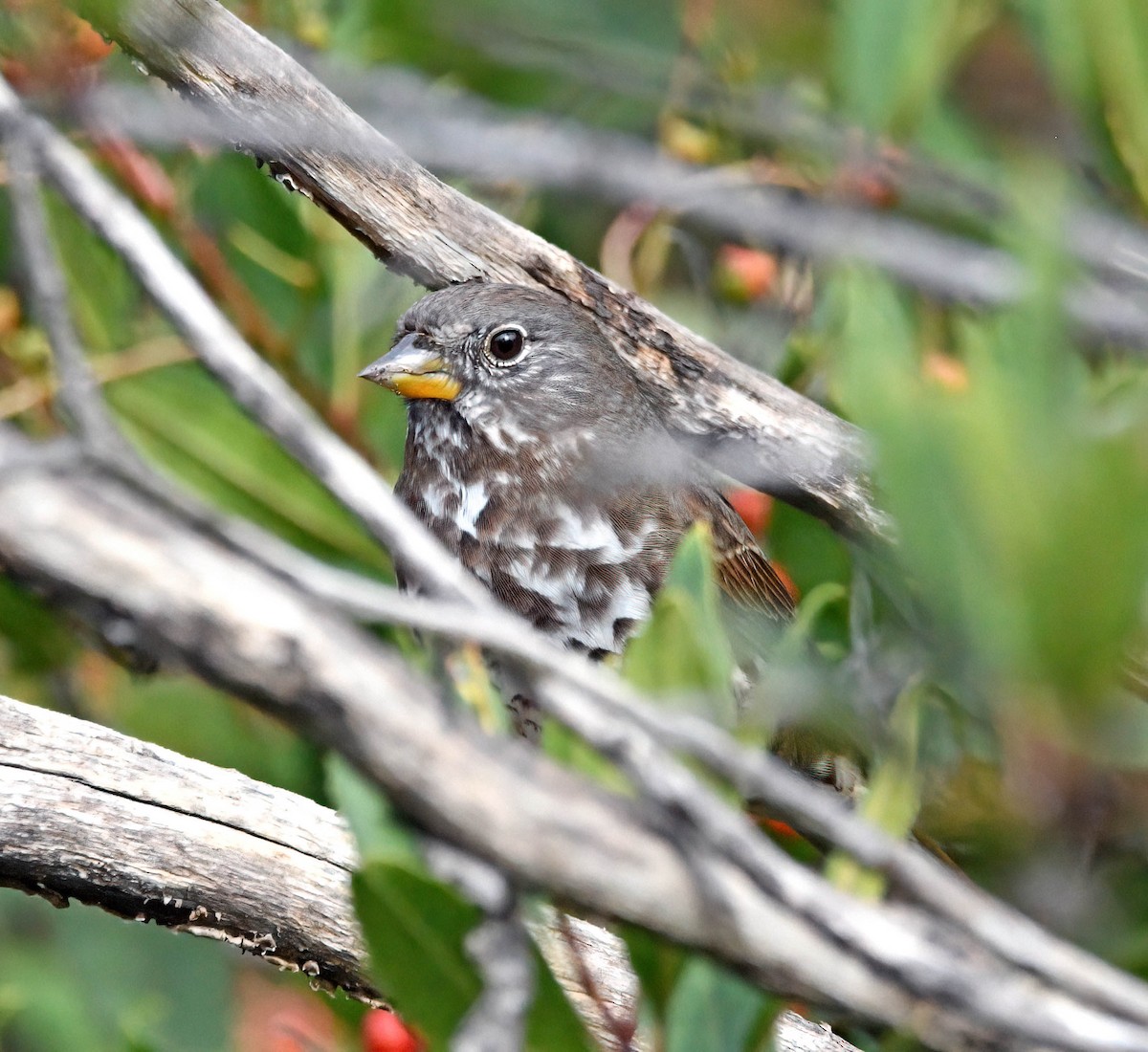 Fox Sparrow - ML509701411