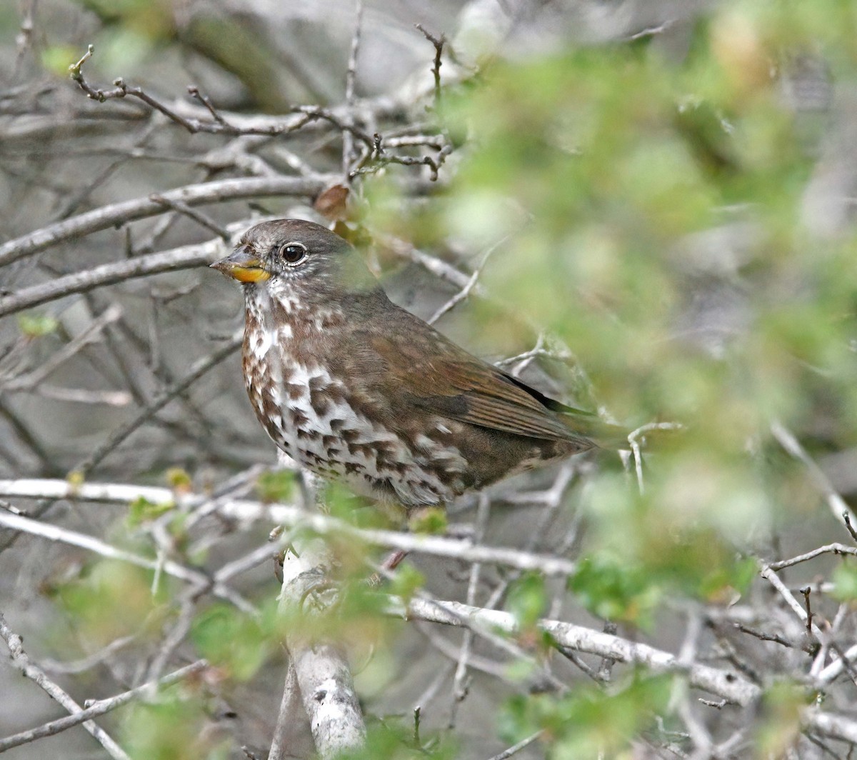 Fox Sparrow - ML509701531