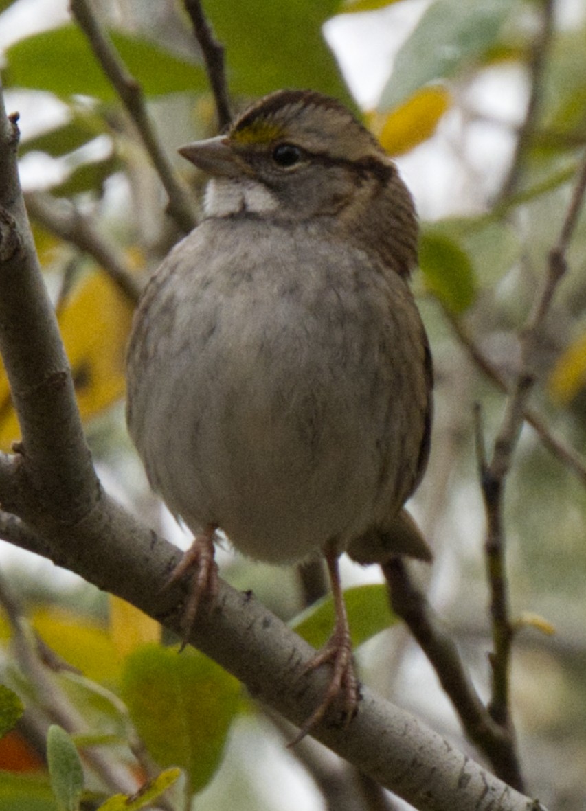 White-throated Sparrow - ML509701551