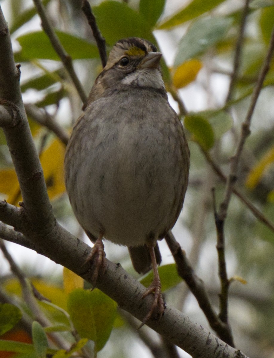 White-throated Sparrow - ML509701601
