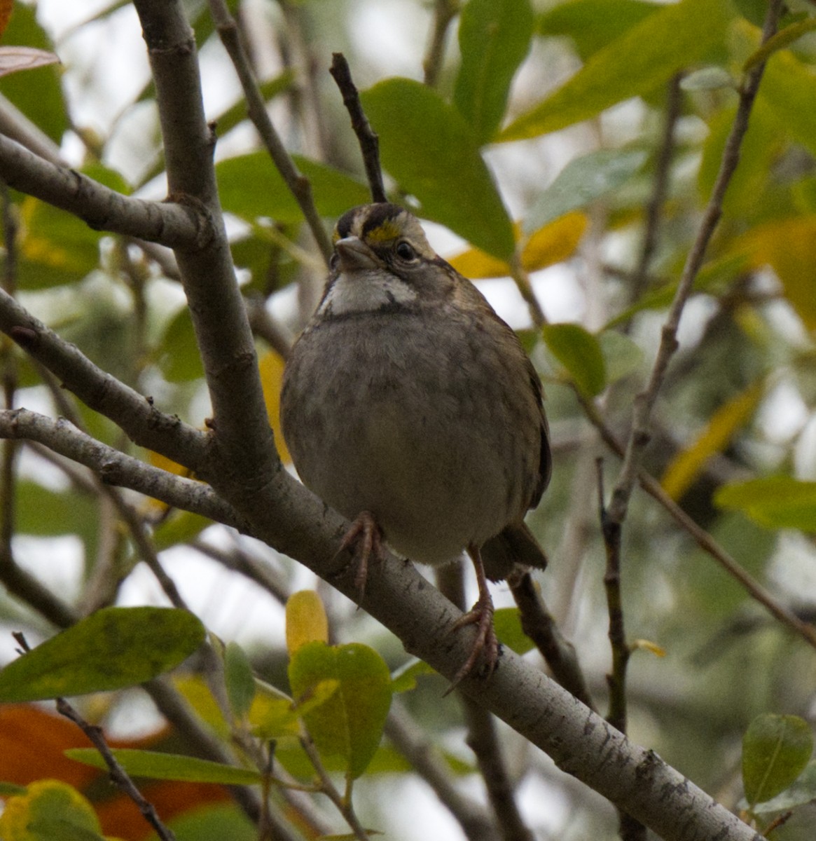 White-throated Sparrow - ML509701781