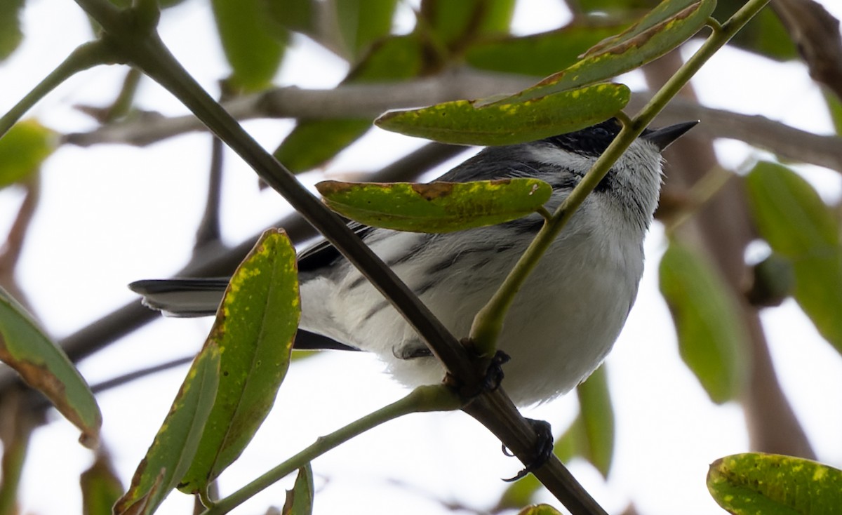 Black-throated Gray Warbler - Phil Bartley