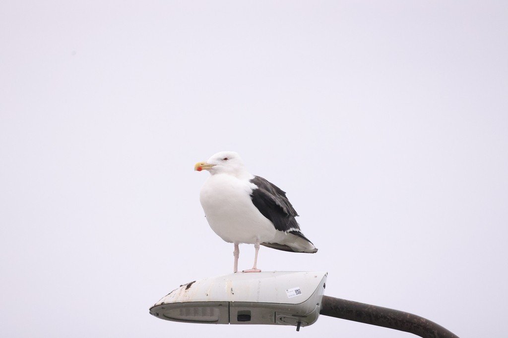 Great Black-backed Gull - Michael Gallo