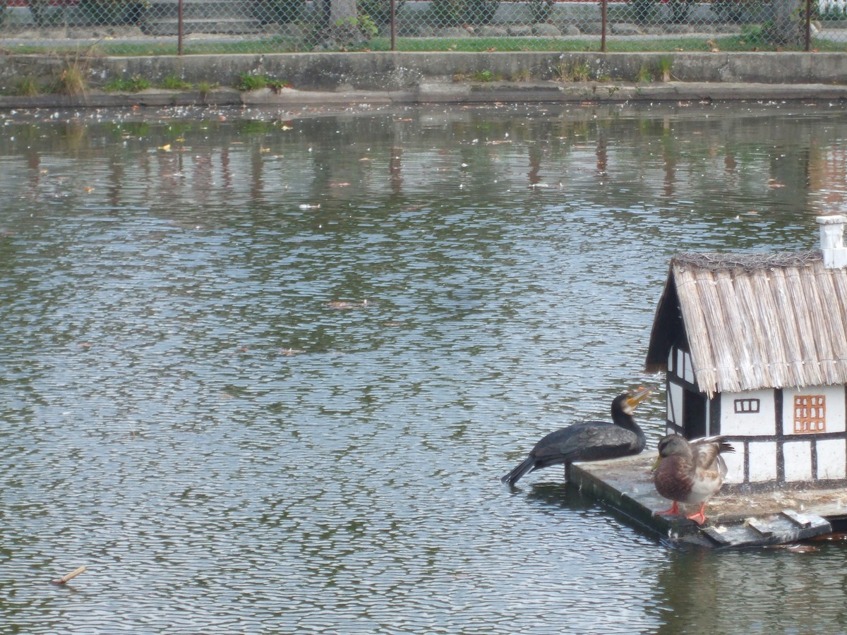 Great Cormorant - ML509704781