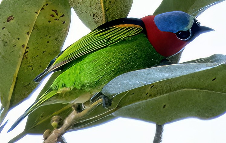 Red-necked Tanager - ML509705651
