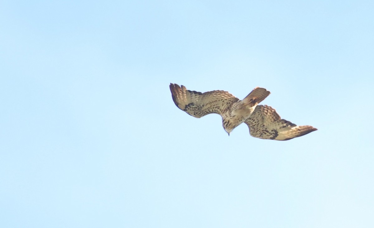 Common Buzzard (Cape Verde) - ML509707041