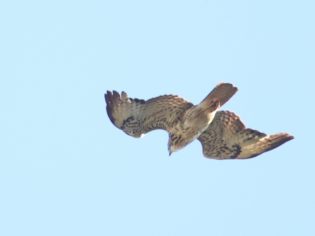 Common Buzzard (Cape Verde) - ML509707051