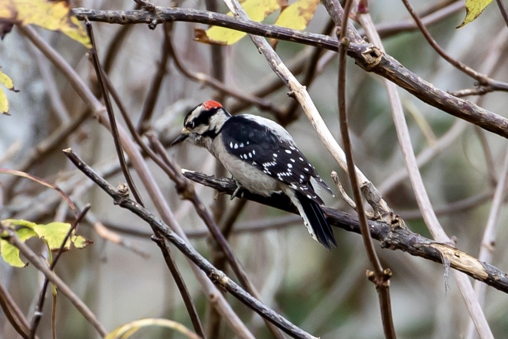 Downy Woodpecker - ML509708561