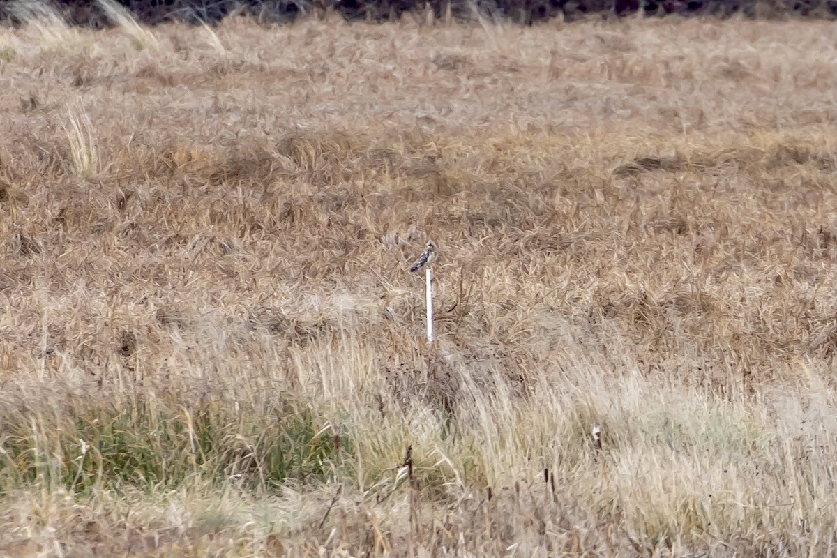 Short-eared Owl - ML509708651