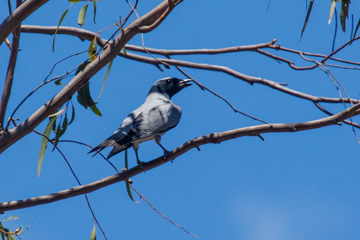 Black-faced Cuckooshrike - Brandon Edwards