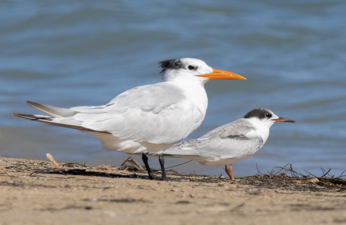 Common Tern - ML509709501