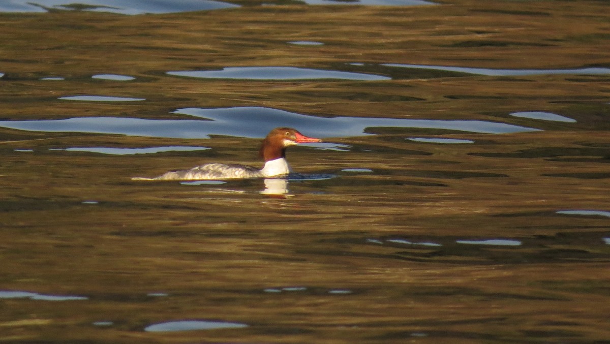 Common Merganser - ML509709861