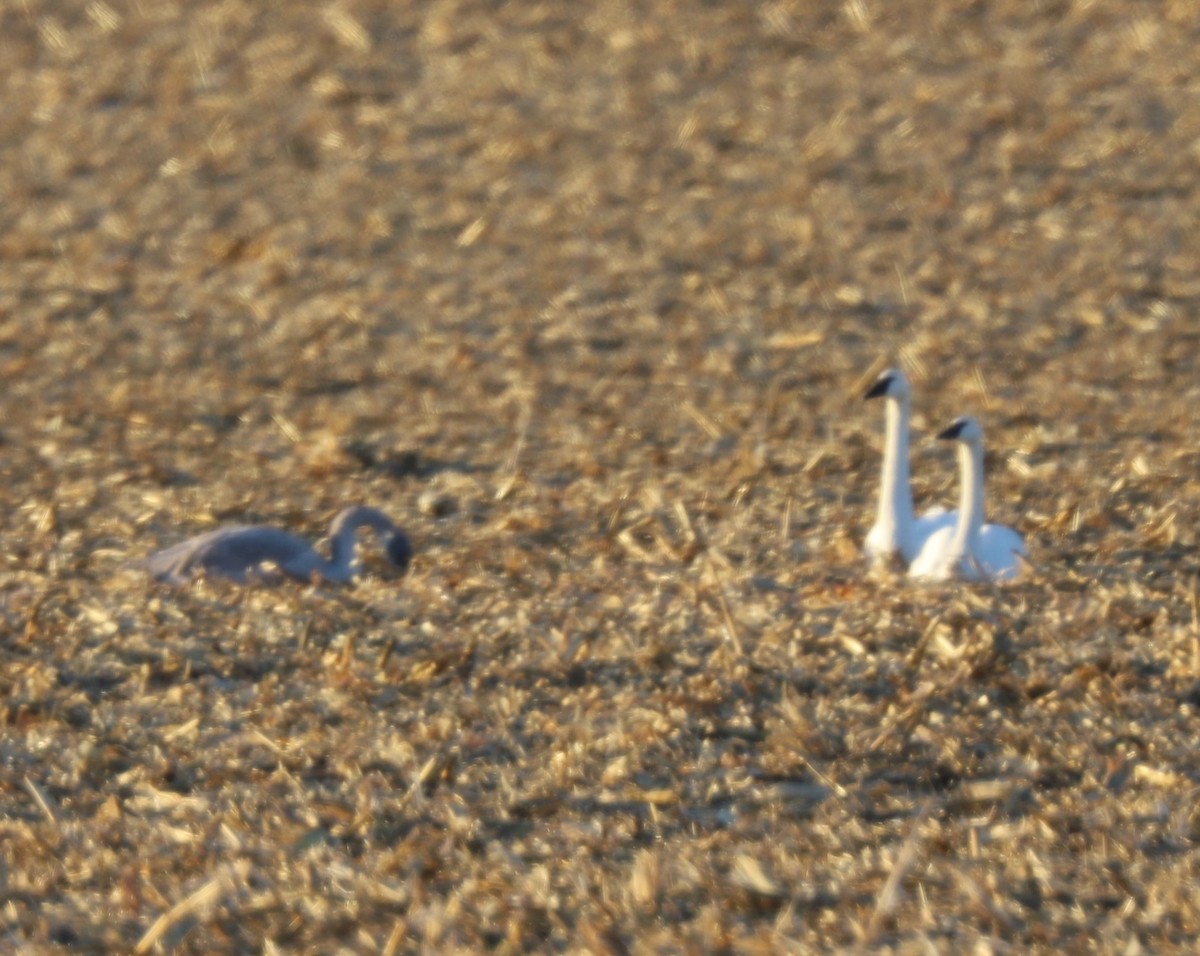 Trumpeter Swan - ML509712291