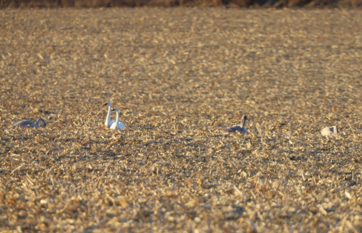 Trumpeter Swan - ML509712301