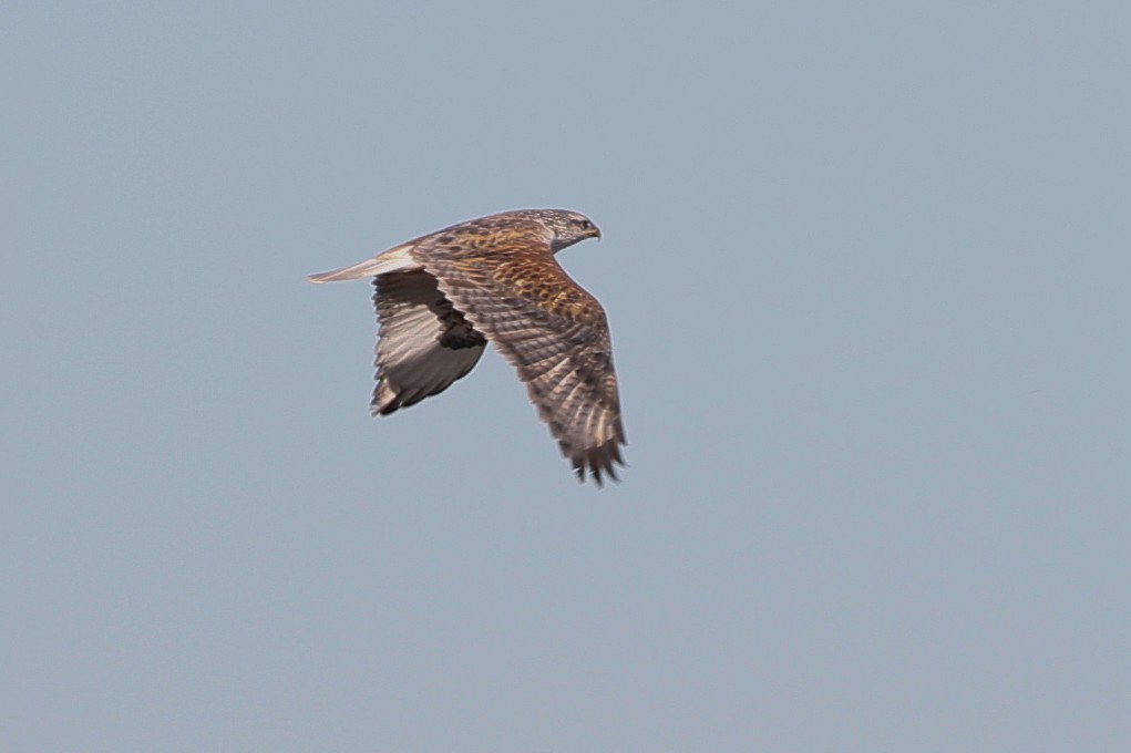 Ferruginous Hawk - ML509712531