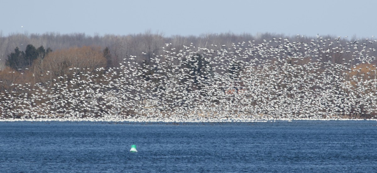 Snow Goose - Jeff Bolsinger