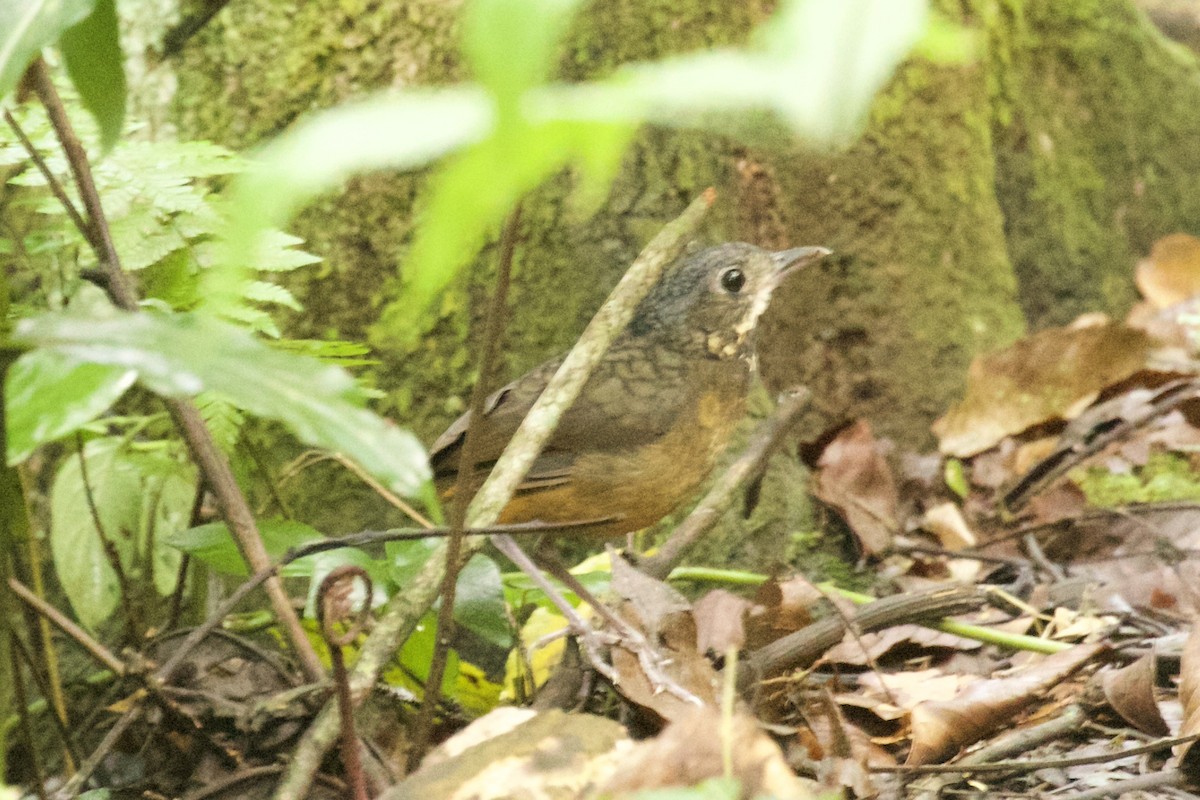 Scaled Antpitta - Rand Rudland