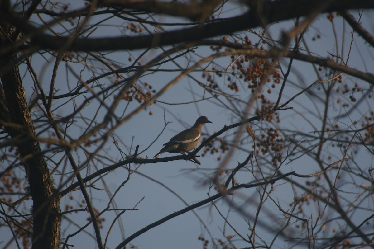 White-winged Dove - ML509714431