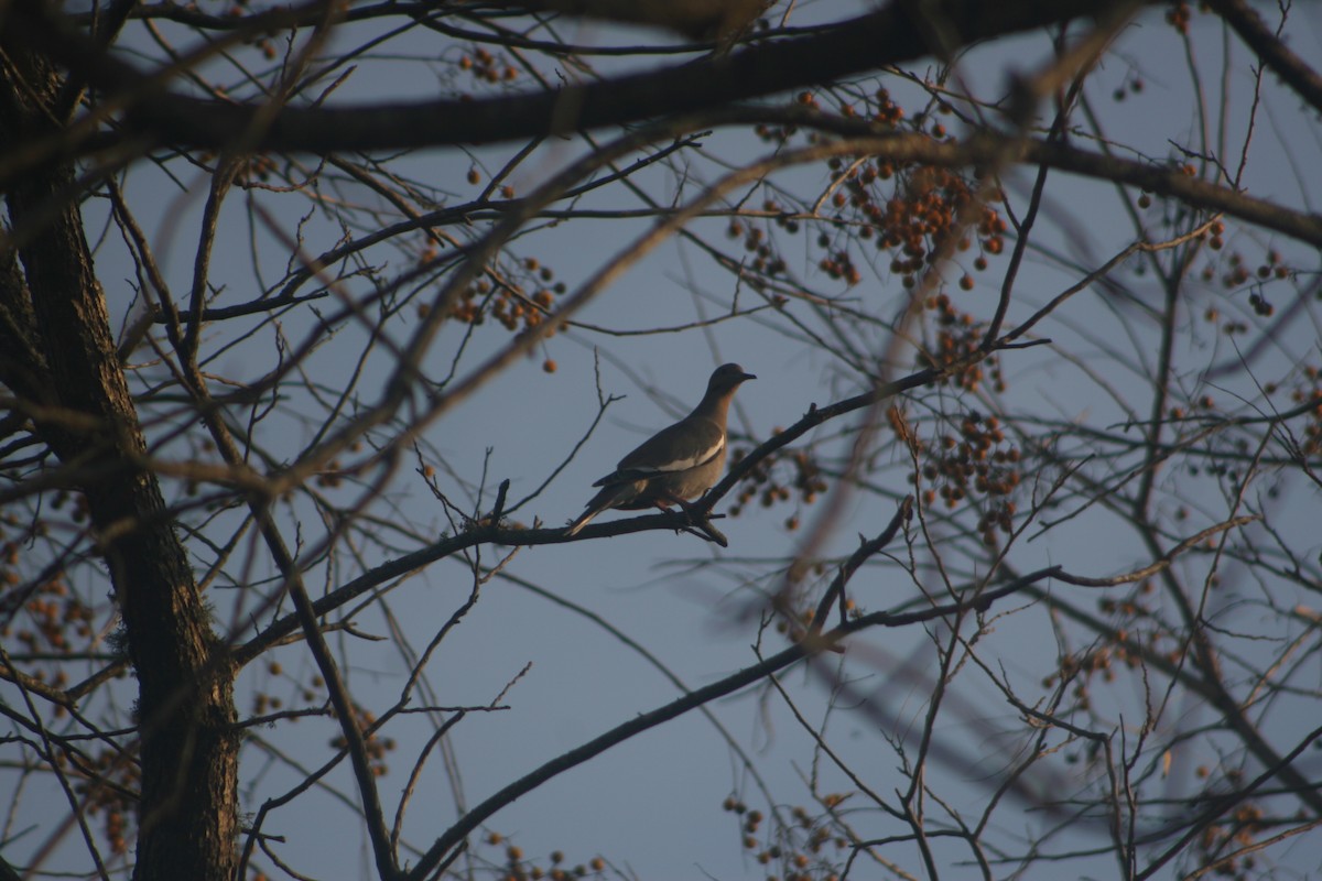 White-winged Dove - ML509714491