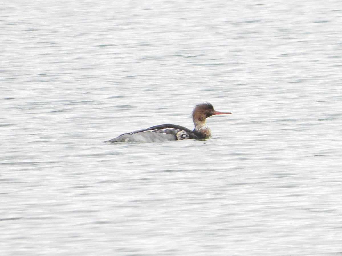 Red-breasted Merganser - Bill Schneider