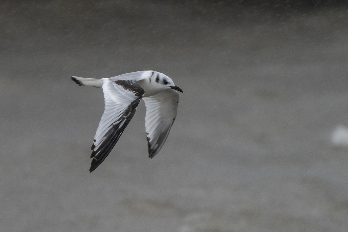 Black-legged Kittiwake - Ben Nieman