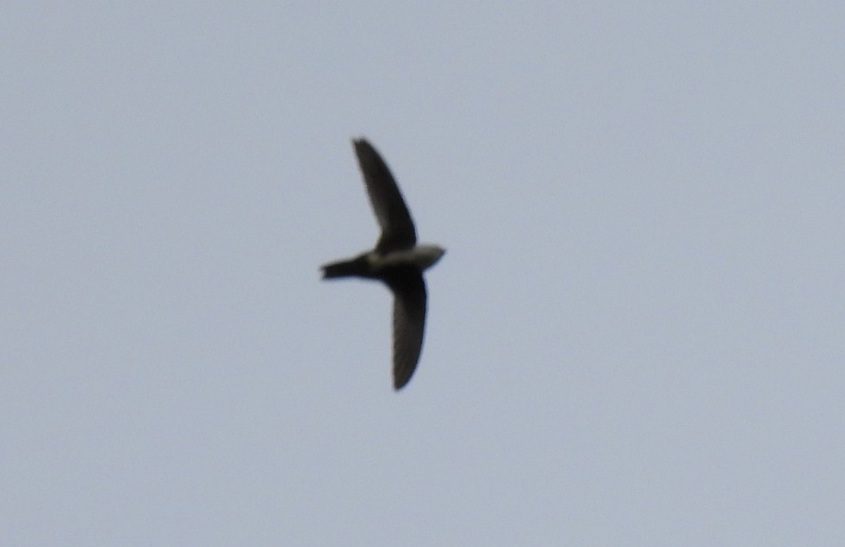 White-throated Swift - ML509716761